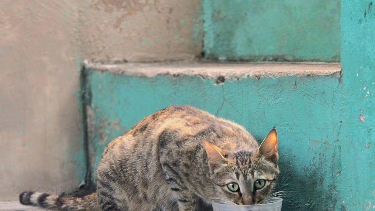 Protéger son chat de la chaleur : les bons réflexes quand les températures grimpent