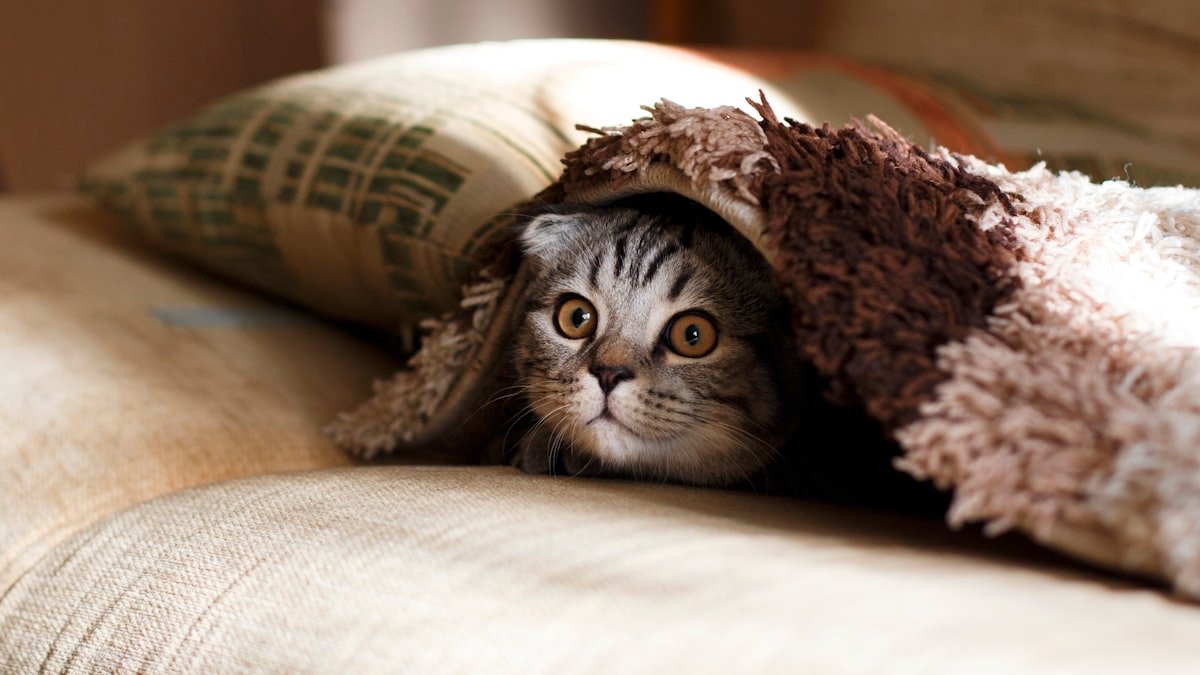 Pourquoi votre chat vous suit partout dans la maison : ce que ce besoin de présence raconte