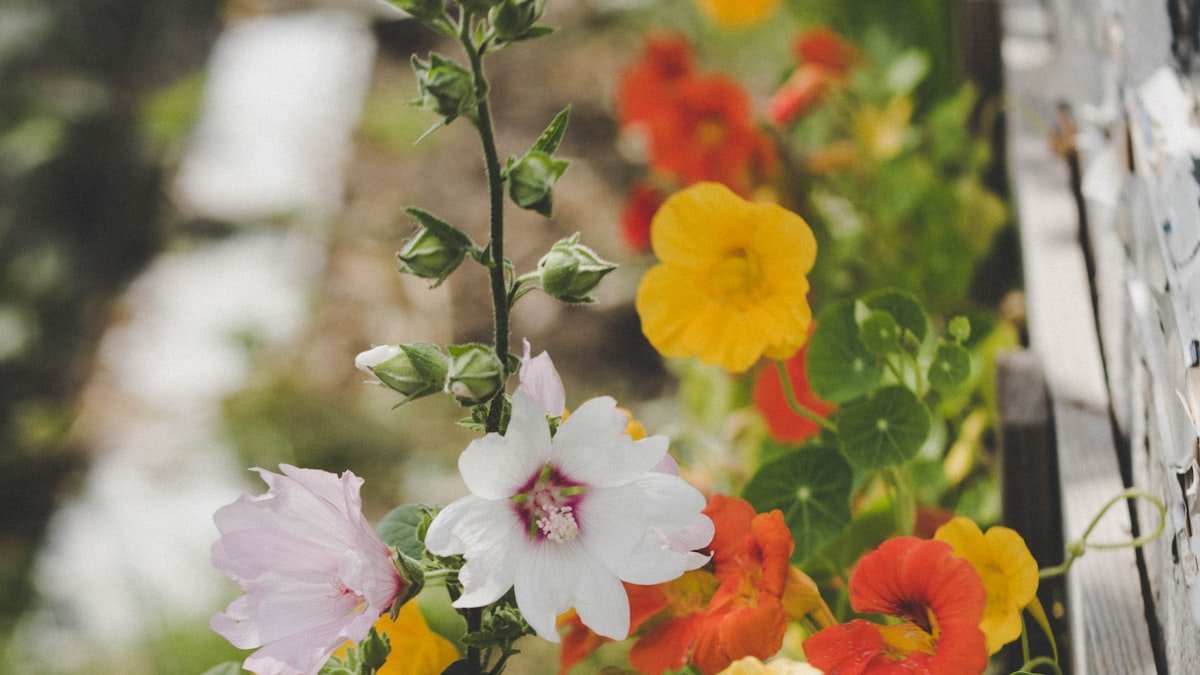 La capucine, la fleur généreuse de l’été : la semer, l’entretenir et même la cuisiner