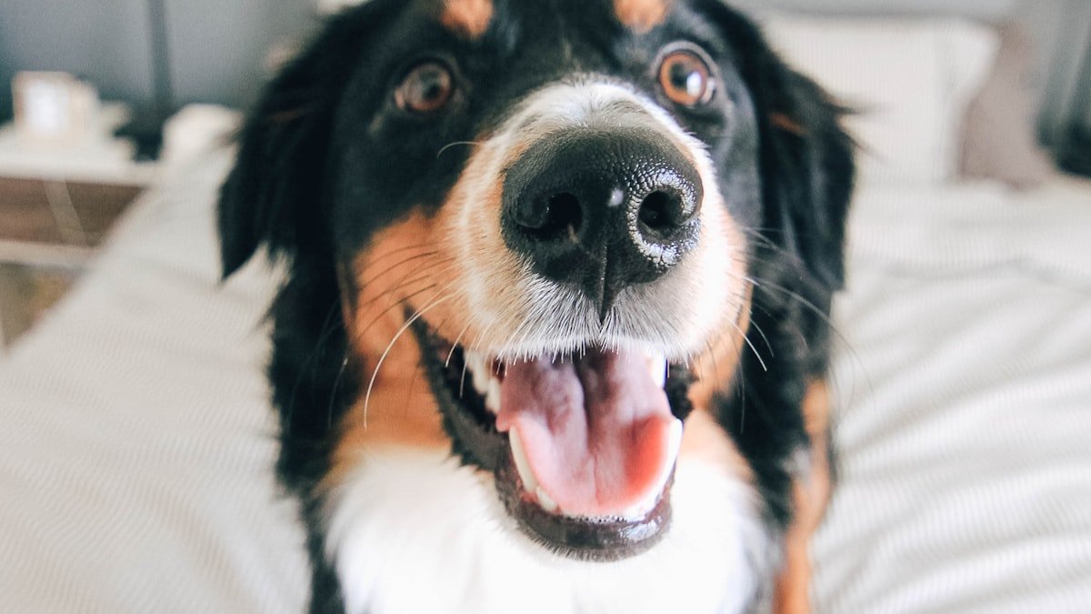 Un chien vraiment heureux : comprendre ses besoins pour renforcer votre complicité