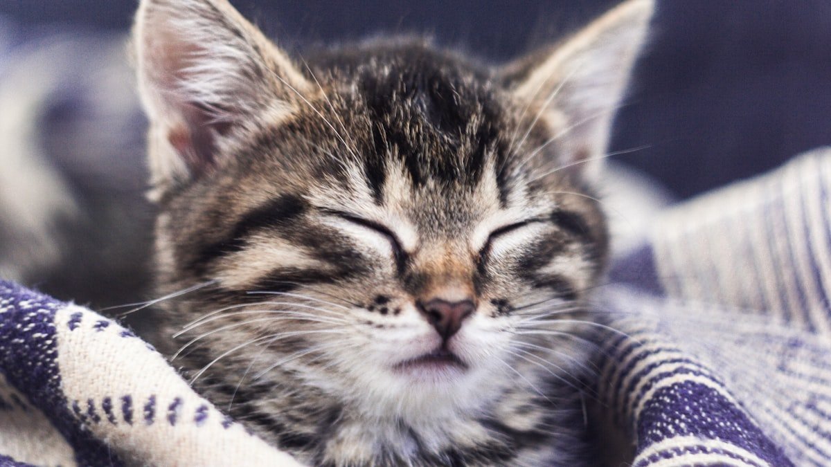 Pourquoi votre chat dort-il autant ? Comprendre le sommeil des chats