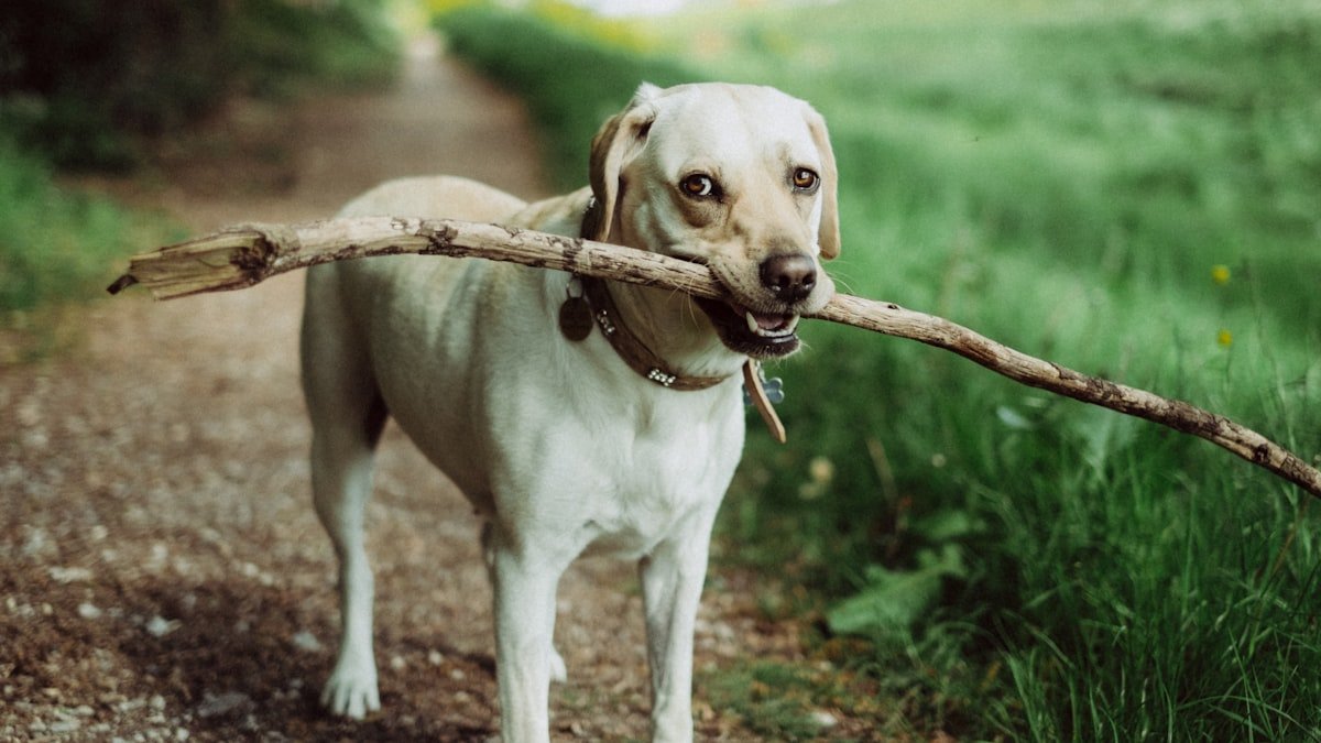 Faut-il laisser son chien jouer avec un bâton ? Les risques et les bonnes alternatives
