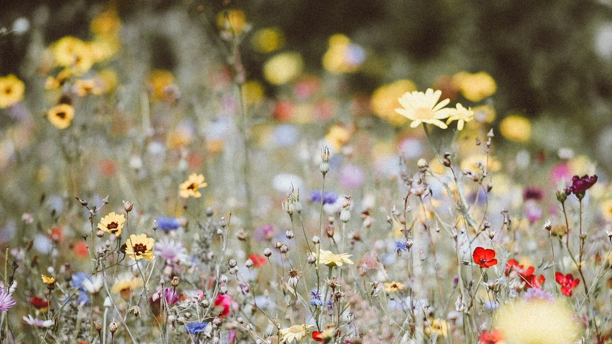 Une prairie fleurie chez soi : semer, entretenir et accueillir les pollinisateurs