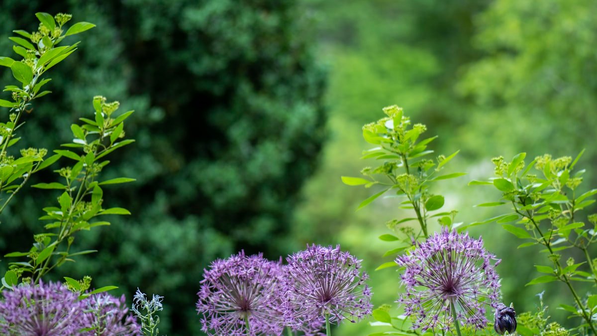 Les vivaces qui résistent à la sécheresse : fleurir son jardin malgré la chaleur et les étés secs
