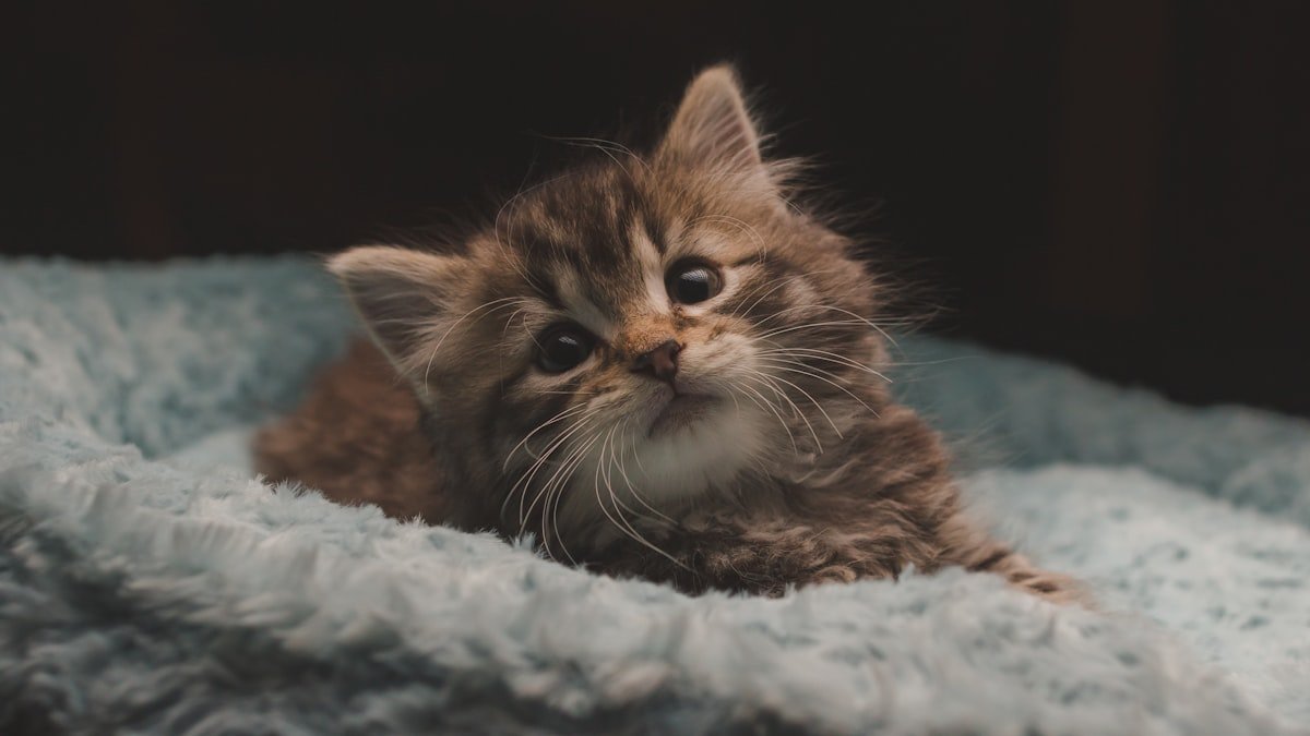 Accueillir un chaton à la maison : bien préparer les premiers jours qui comptent