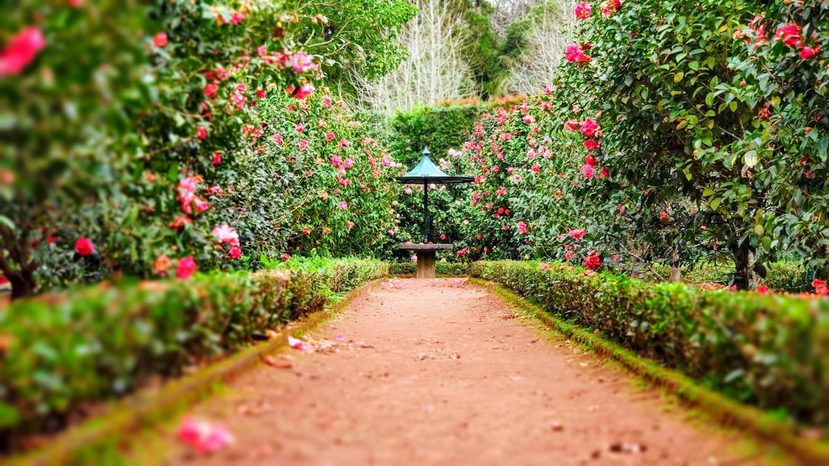 Composer un jardin fleuri : massifs, allées et floraisons qui durent