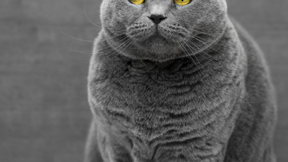 Pourquoi votre chat « fait sa patoune » : comprendre le pétrissage