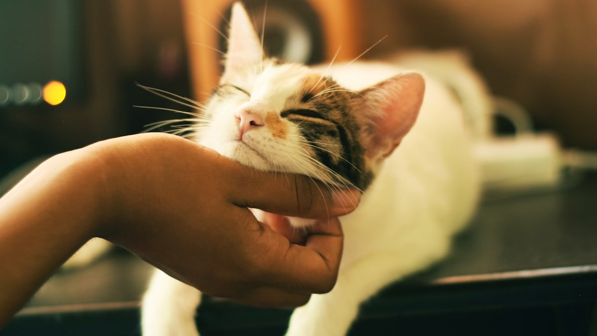 Les griffades du chat : pourquoi il fait ses griffes et comment protéger vos meubles