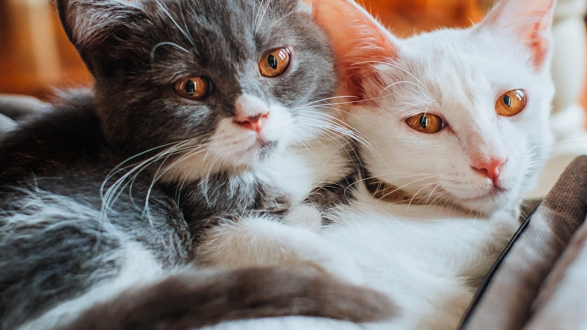 Le ronronnement du chat : à quoi il sert vraiment (et ce qu’il vous dit)