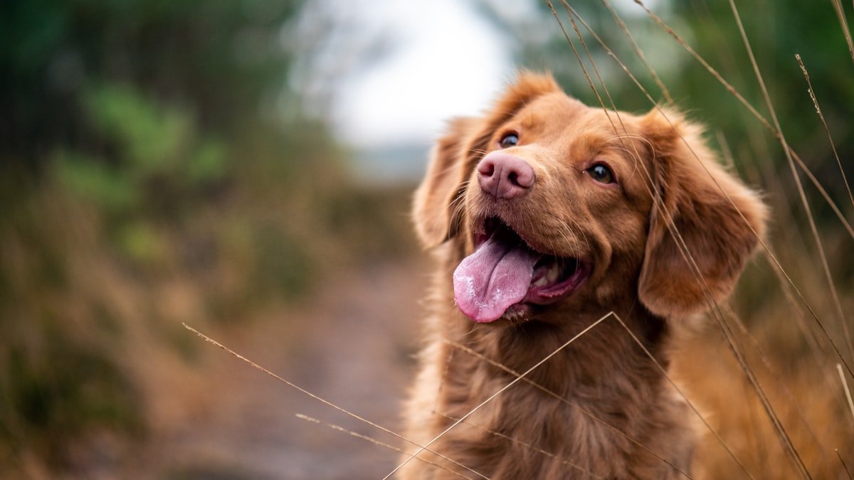 Bien nourrir son chien : croquettes, rations et bonnes habitudes