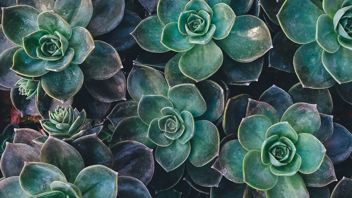 Les plantes grasses et succulentes : de la verdure sans se compliquer la vie