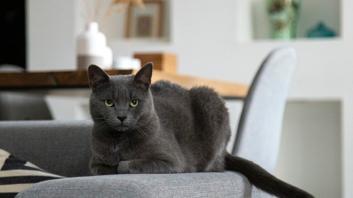 Votre chat fait ses griffes sur le canapé : comprendre ce besoin naturel et le rediriger en douceur