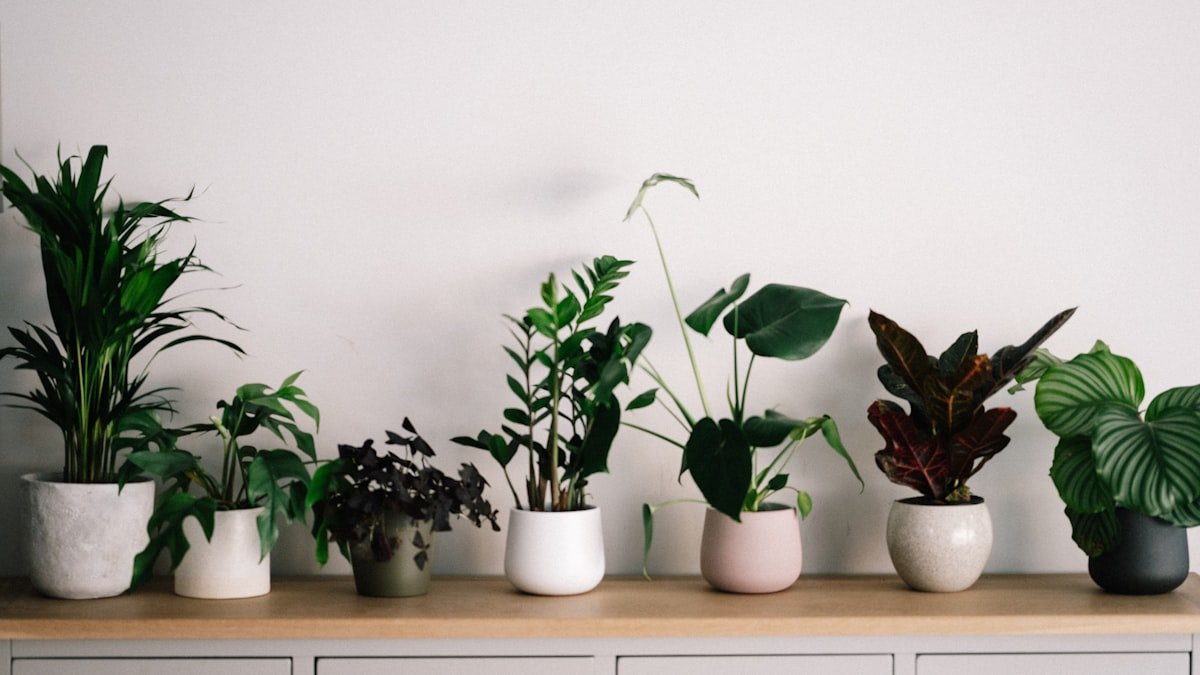 Préparer ses plantes d’intérieur à l’automne : lumière, arrosage et bons gestes