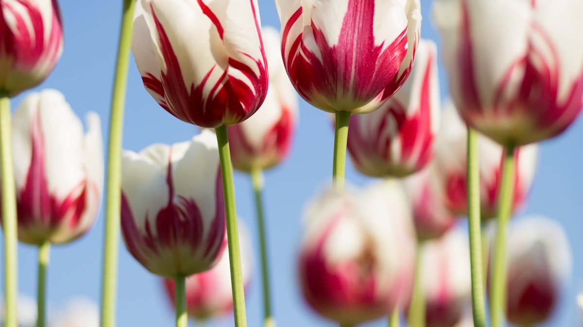 Planter ses bulbes à l’automne : tulipes, narcisses et jacinthes pour un printemps fleuri