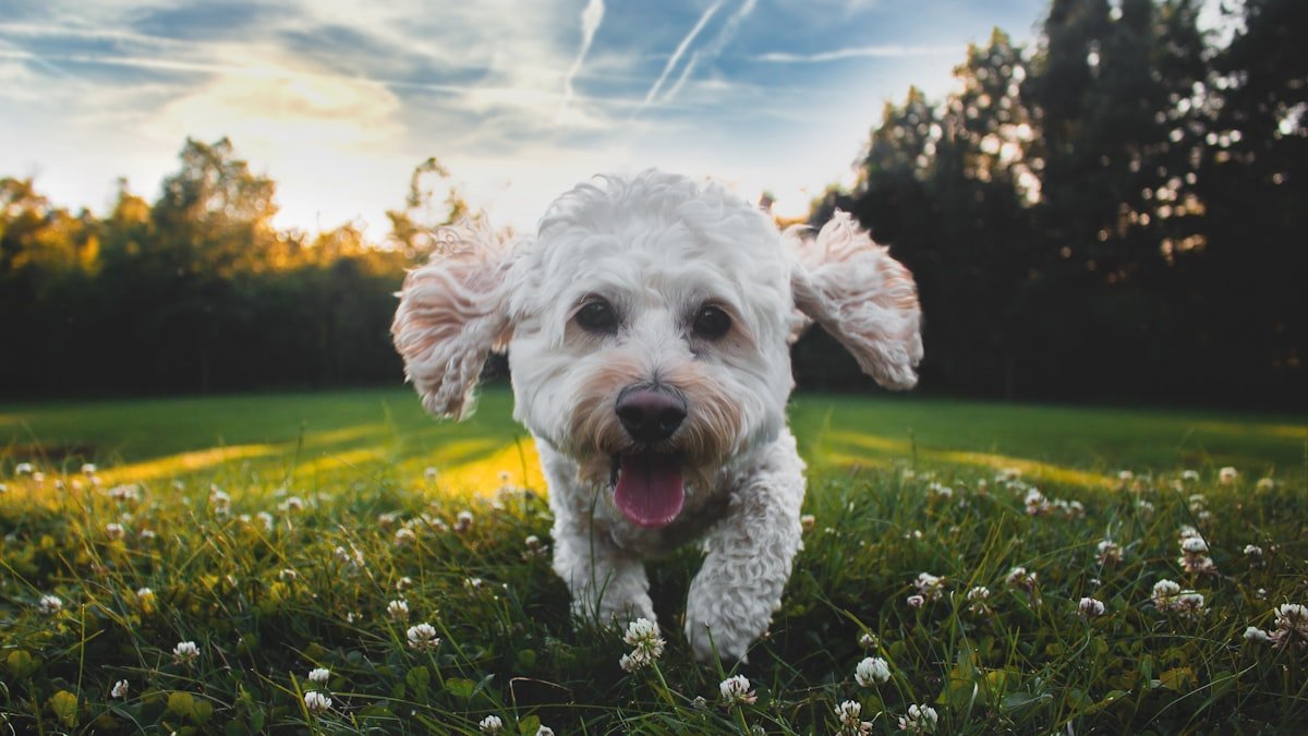 Pourquoi mon chien aboie et comment l’apaiser en douceur