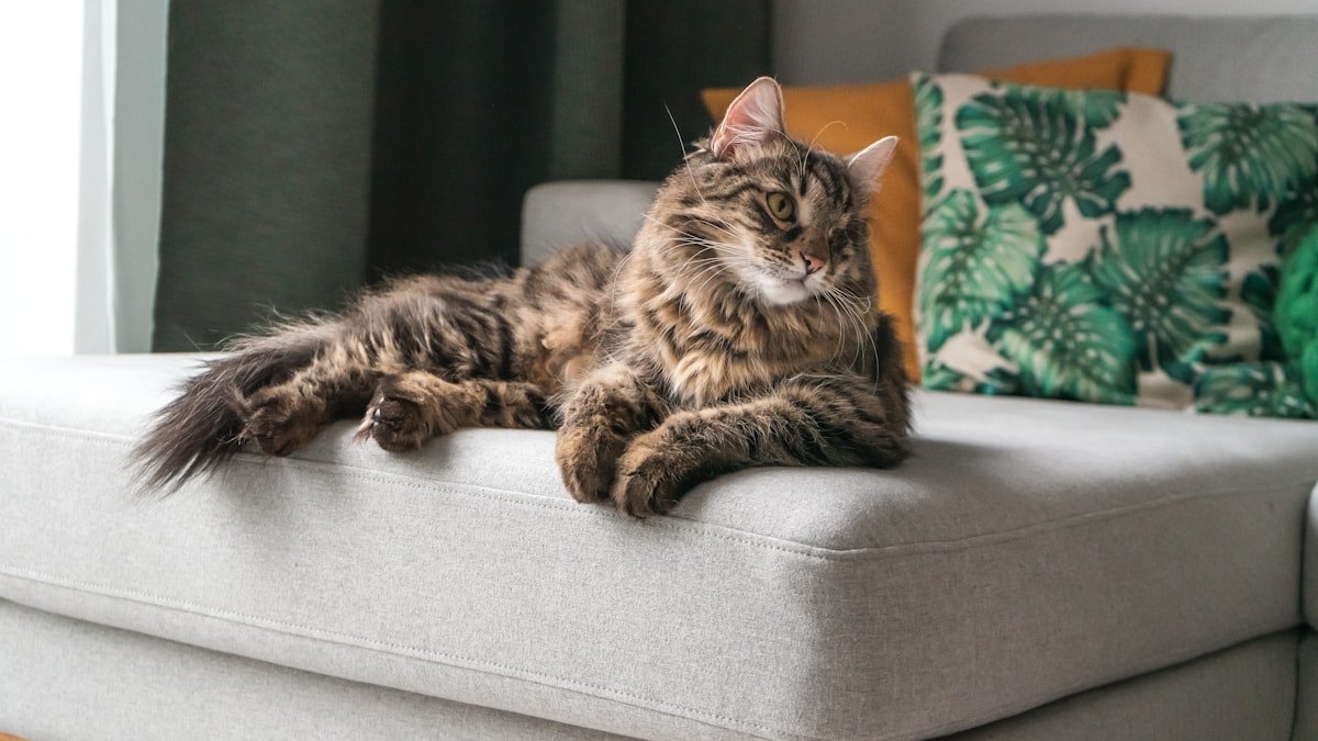 Jouer avec son chat : pourquoi c’est essentiel (et comment bien s’y prendre)