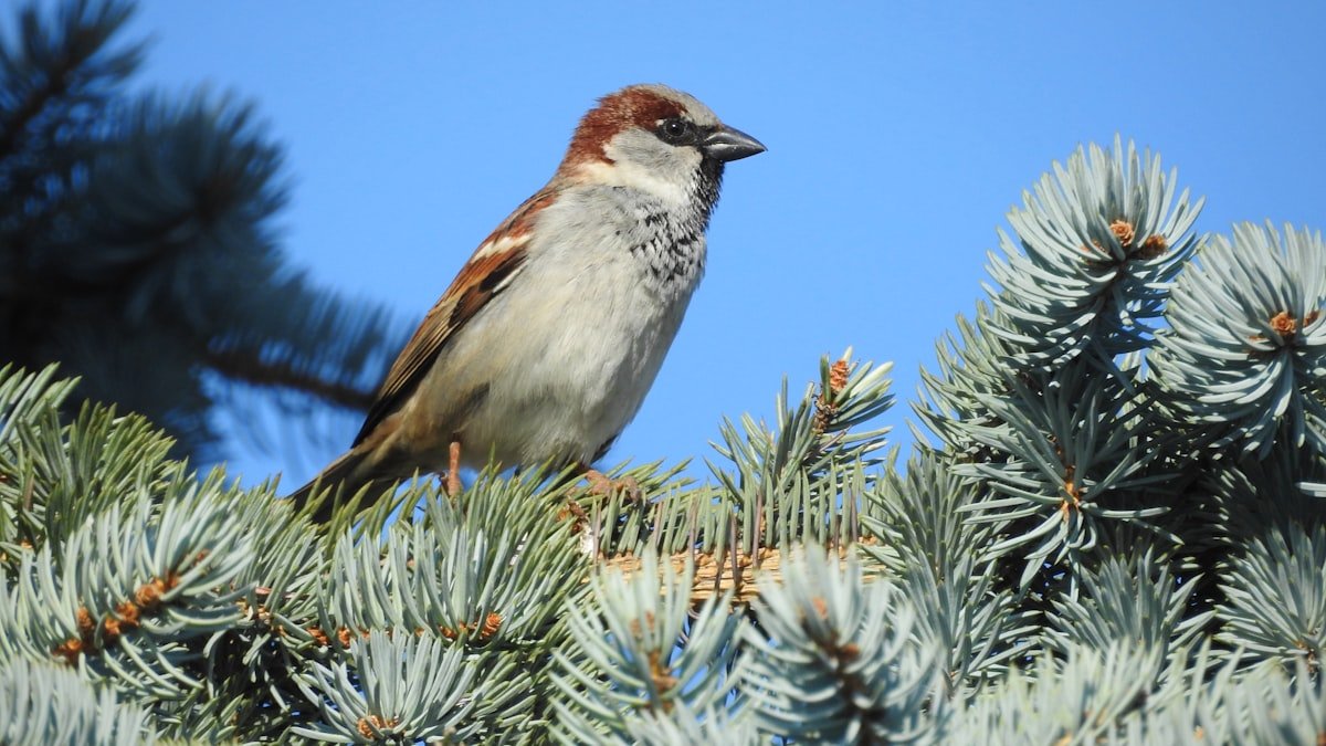 Accueillir les oiseaux au jardin à l’approche de l’automne