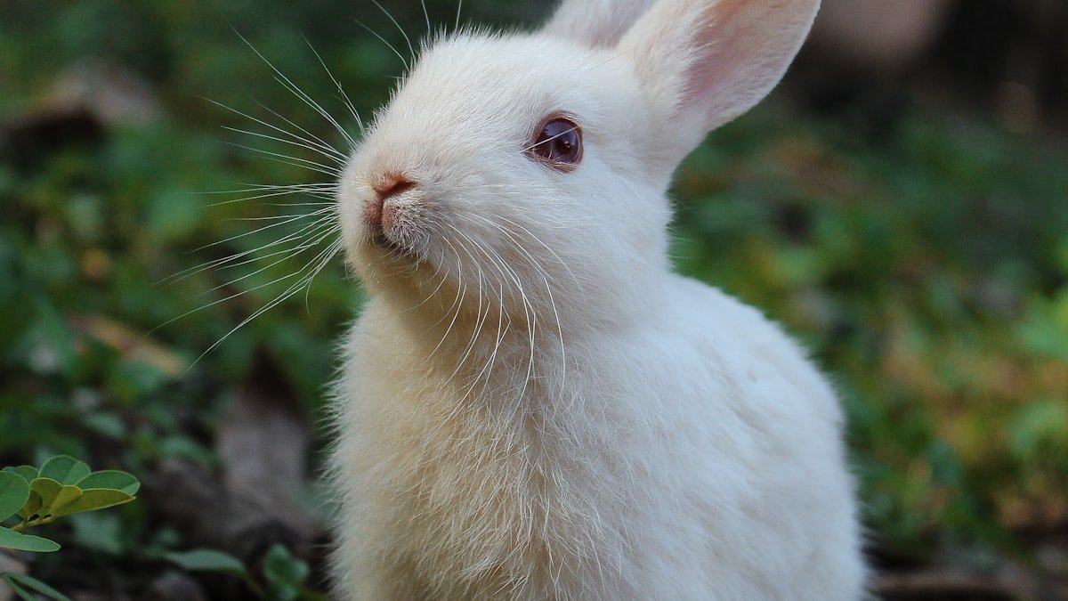 Bien nourrir son lapin de compagnie : foin, légumes et bons réflexes