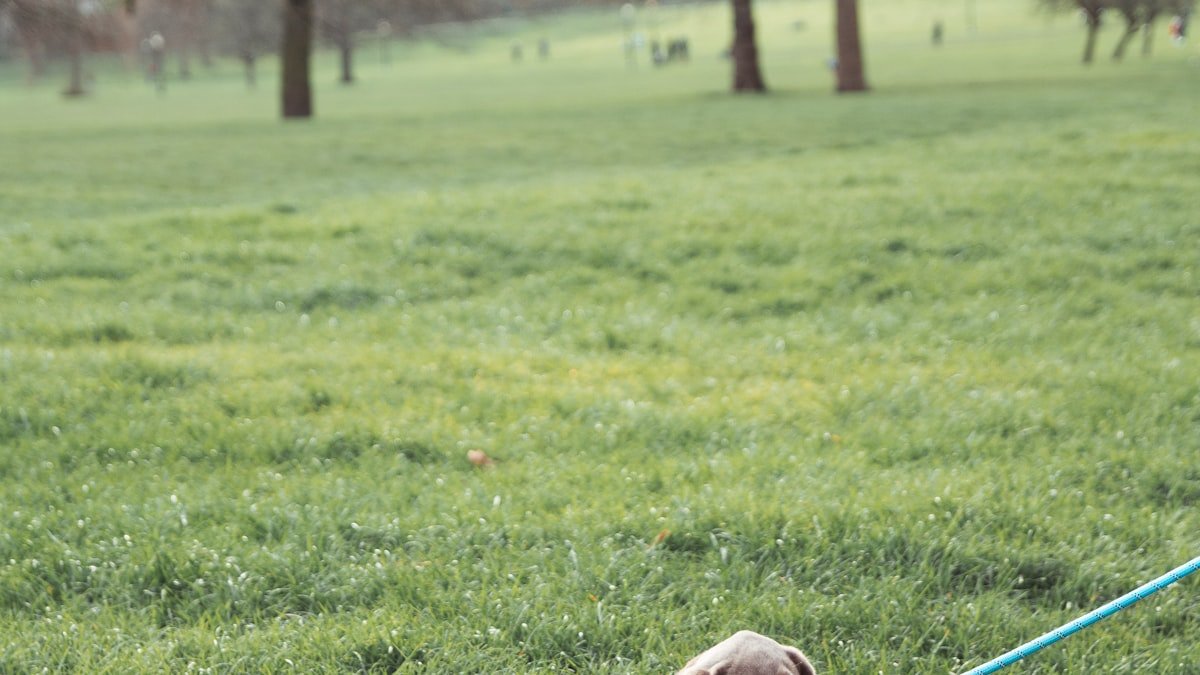 La promenade du chien : fréquence, durée et bienfaits au quotidien