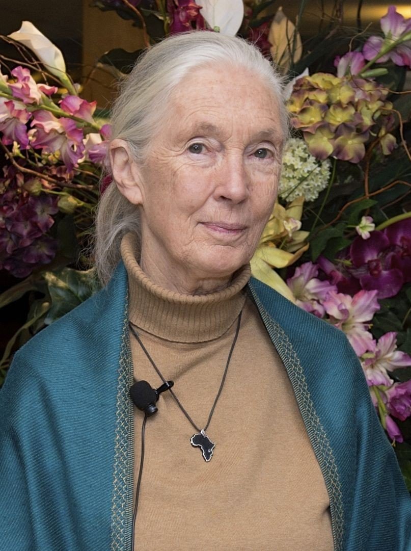 Jane Goodall : la femme qui a changé notre regard sur le monde animal