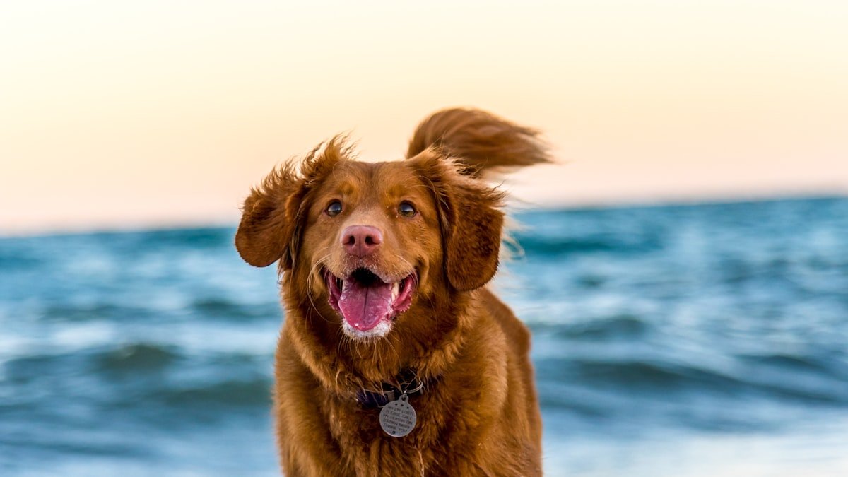 Choisir la race de chien adaptée à son mode de vie