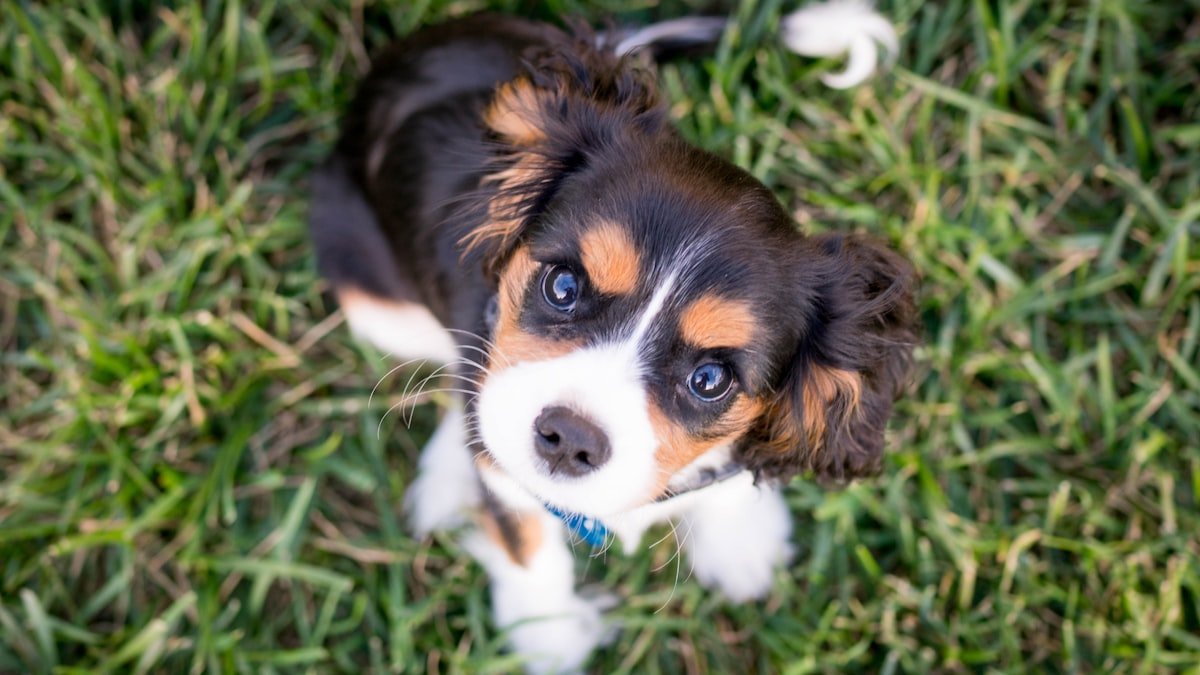 Apprendre la propreté à son chiot : la méthode douce, étape par étape