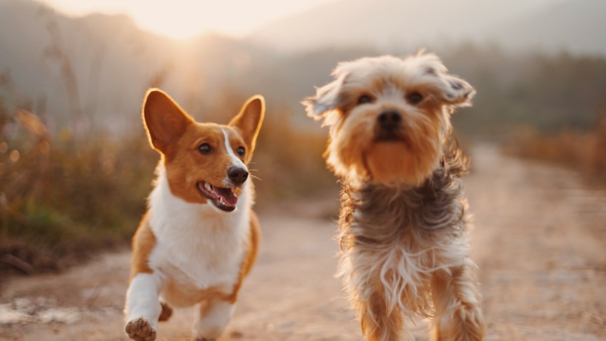 Apprendre le rappel à son chien : la méthode douce pour qu&rsquo;il revienne à chaque fois