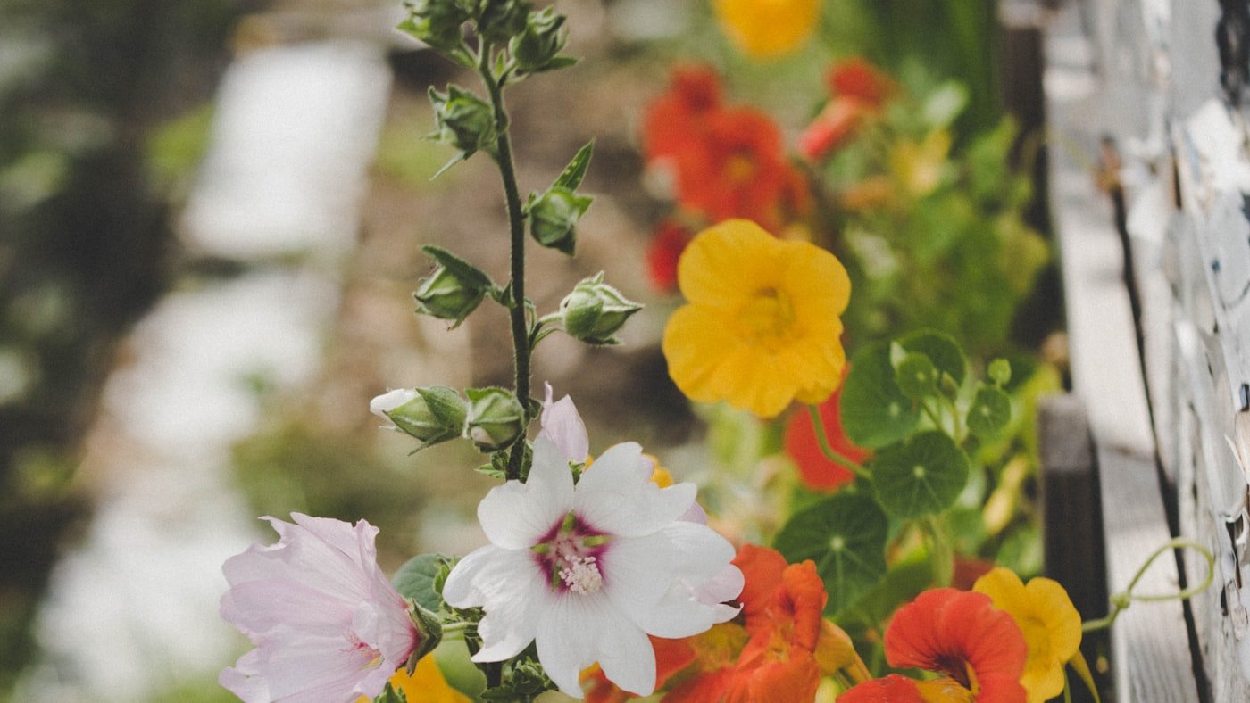 Taille des végétaux : quand et comment tailler au jardin