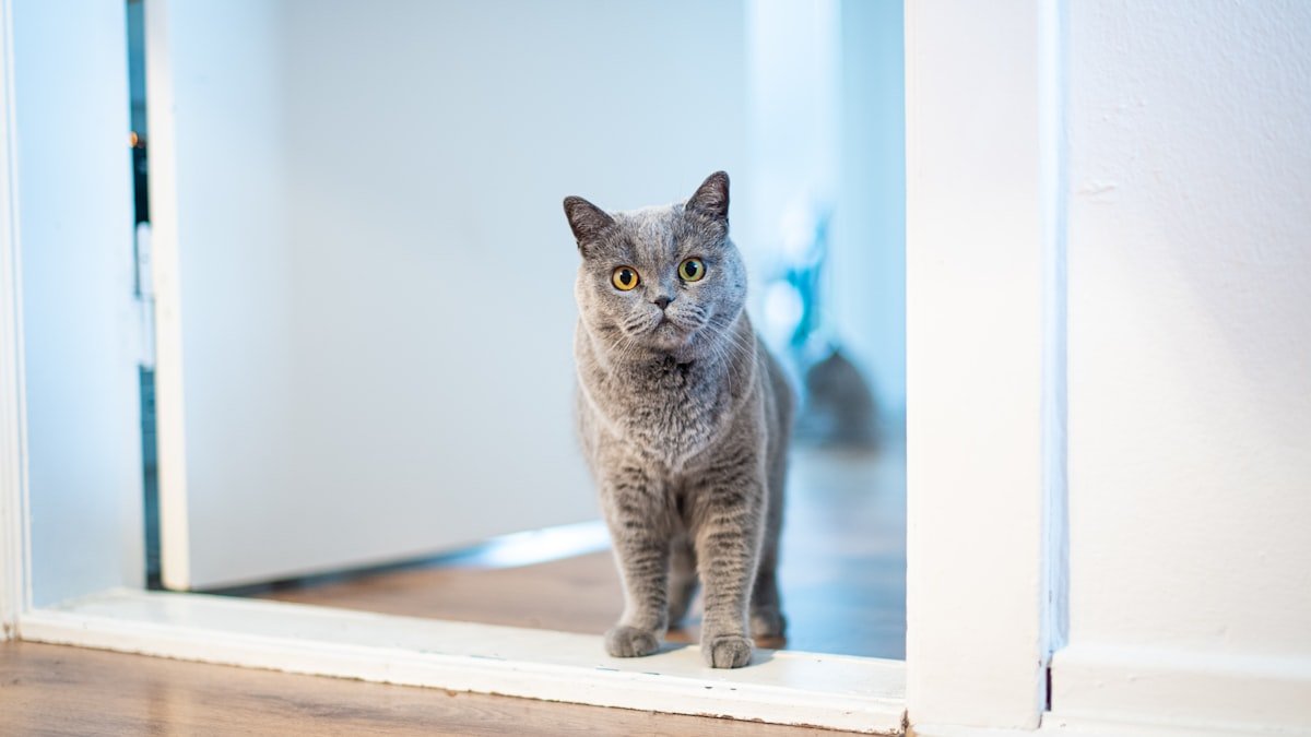 Bien équiper son intérieur pour son chat : arbre à chat, griffoir et coin repos