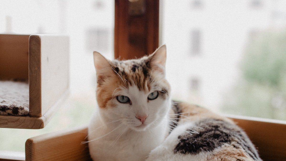 Bien choisir la litière de son chat : types de litières, bac et entretien pour un intérieur sain