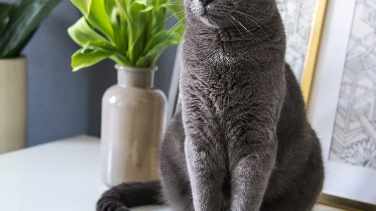 Aider son chat à retrouver son calme : comprendre et apaiser son stress au quotidien