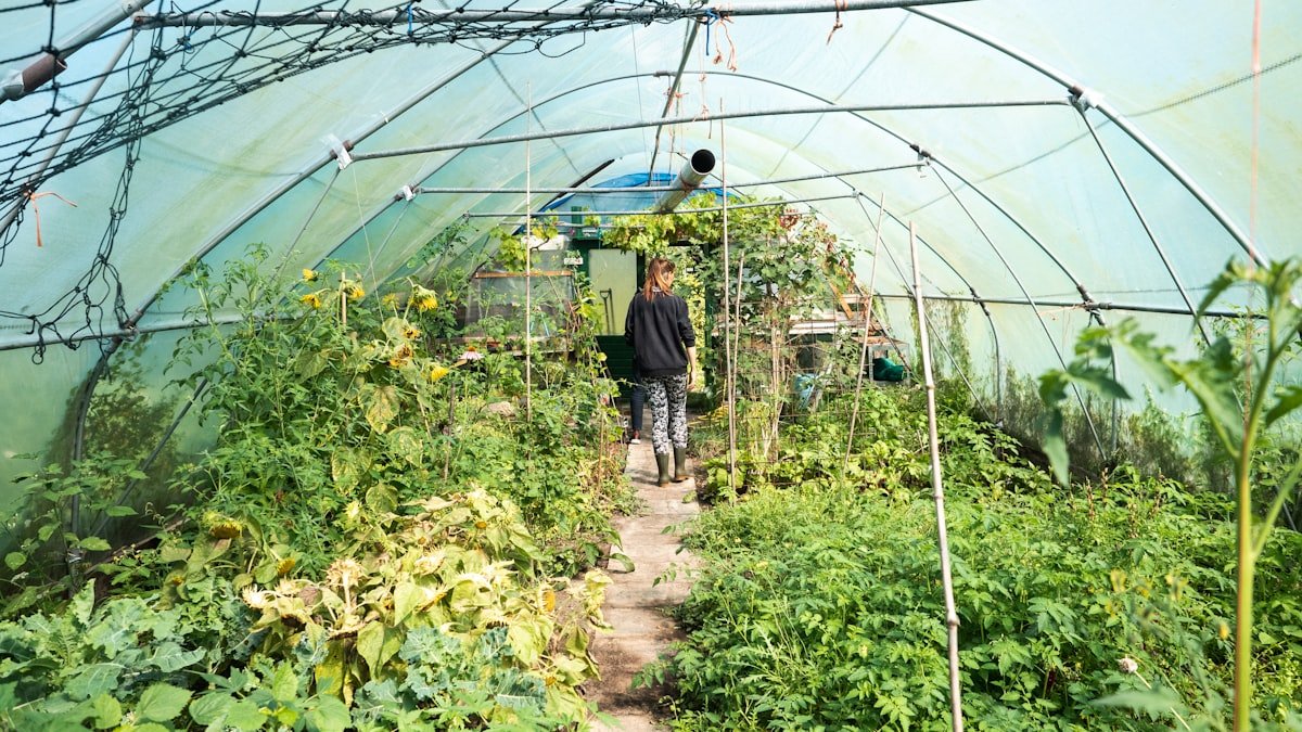 Cultiver sous serre et tunnel : prolonger ses récoltes à l’arrière-saison
