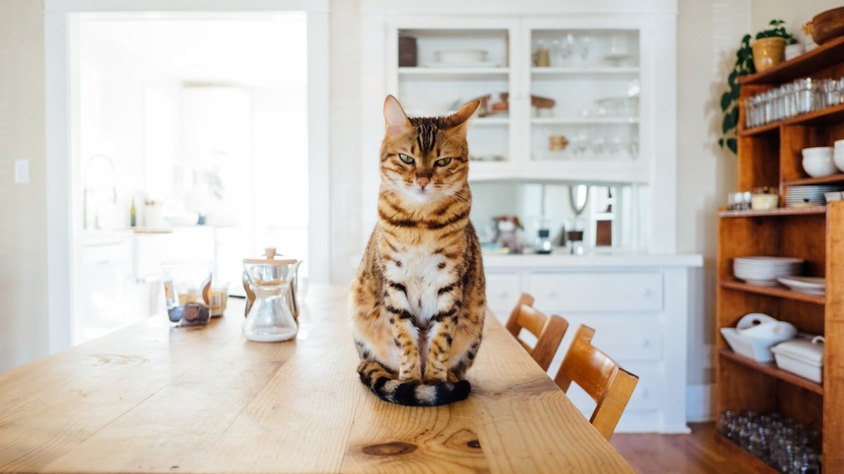 Un chat heureux en appartement : aménager son espace et enrichir son quotidien