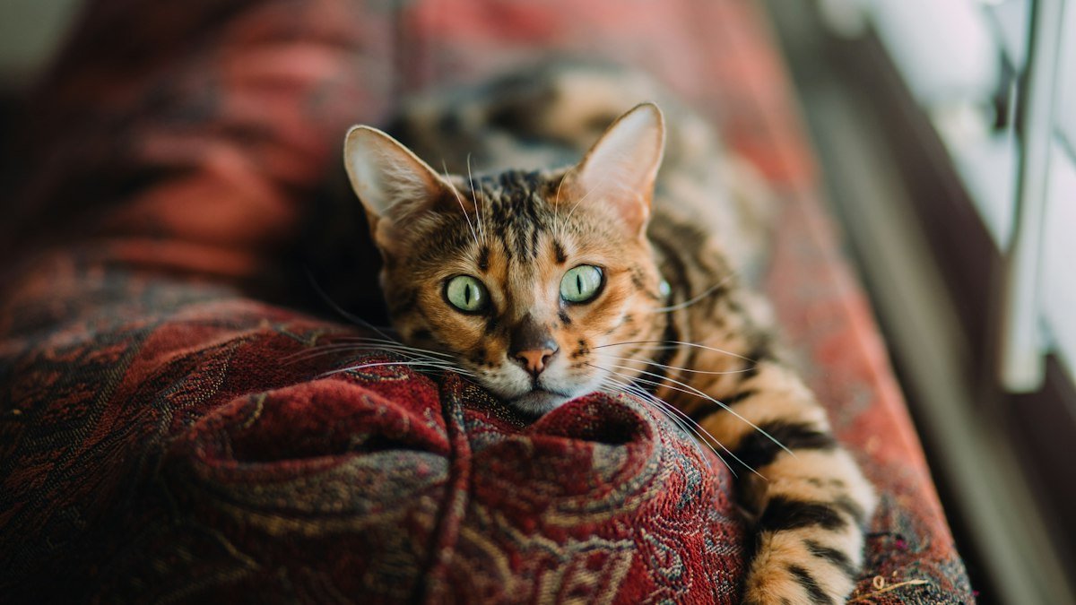 Pourquoi mon chat se cache : comprendre ce comportement et savoir quand s&rsquo;inquiéter