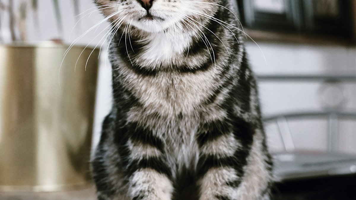 Chat et chien : les signes qui doivent alerter et quand consulter le vétérinaire
