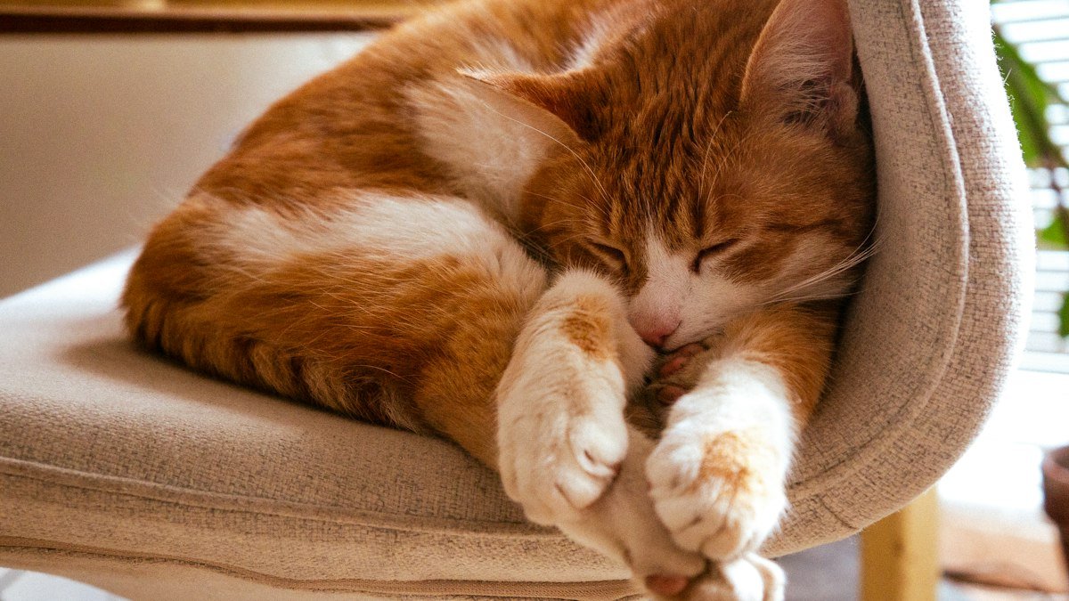 Le sommeil du chat : pourquoi il dort autant et comment respecter son repos