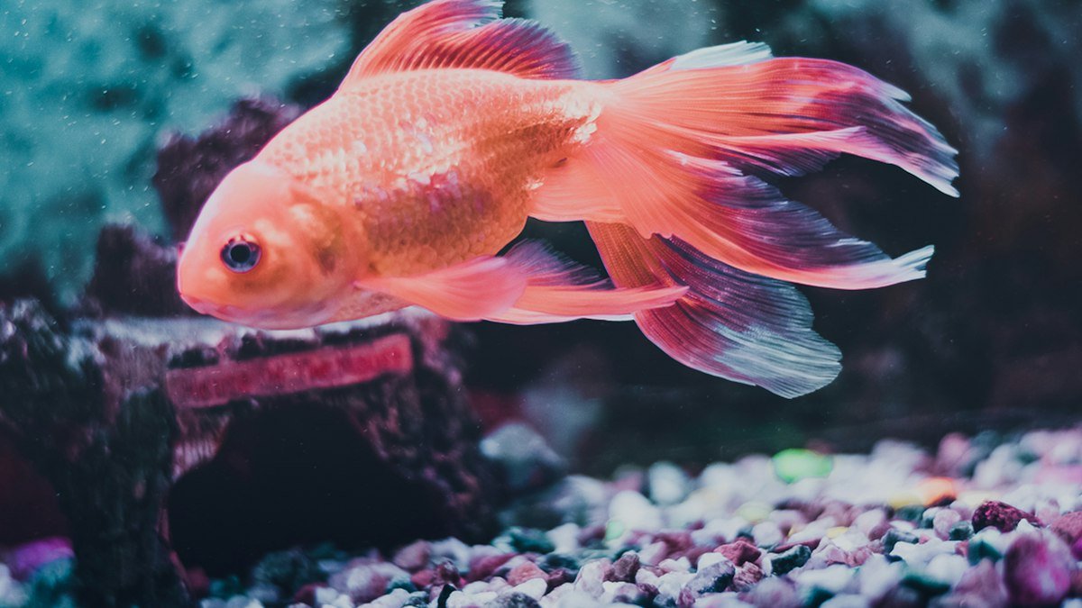 Le poisson rouge : bien démarrer son aquarium pour un compagnon en pleine forme